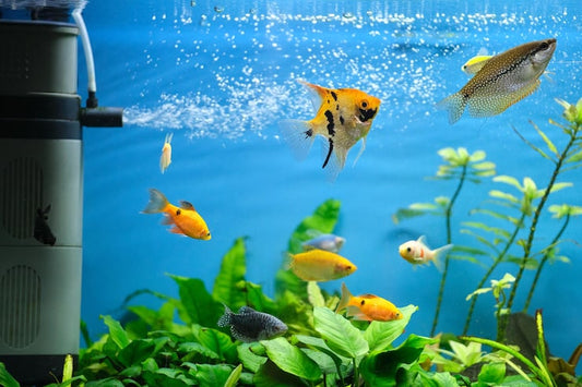Feeling Lonely? These Peaceful Fish Make the Perfect Companions at Home