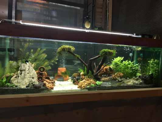 Fish Tank Size Guide