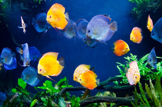 Best Picks Fishes