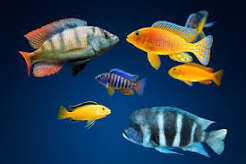 African Cichlid Displays 