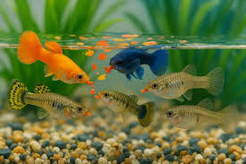 Low Maintenance Fish