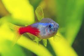 Tetras have iridophores