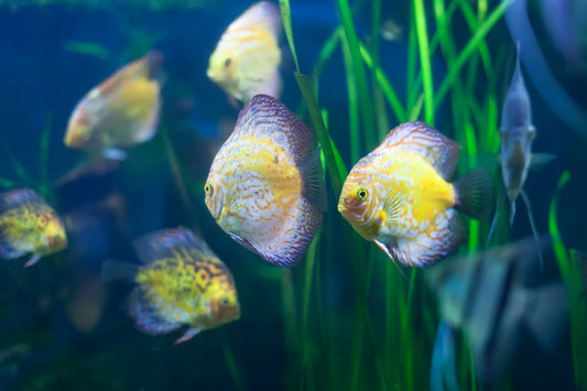 What are common health issues to watch for in tropical fish?