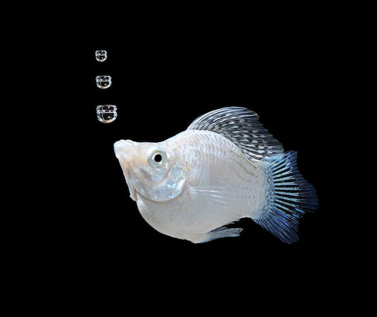 Balloon Molly Fish: Care & Breeding