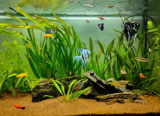 How to tell if fish are stressed or unwell after purchase?