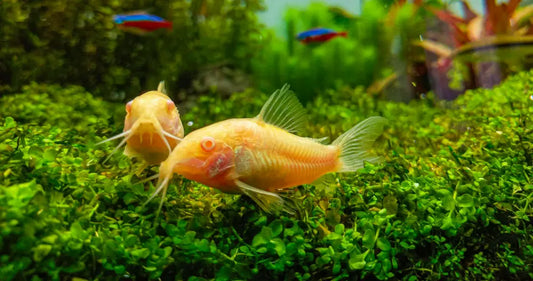 Aquarium Troubleshooting: Solutions for Cloudy Water, Algae Growth, and Stressed Fish
