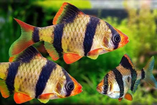 Barb Fish Behaviour