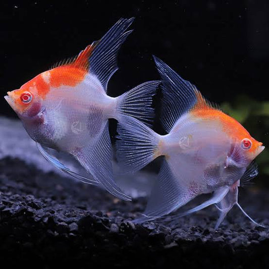 Angelfish Breeding Aggression 