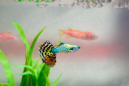 Peaceful Guppy Tankmates 