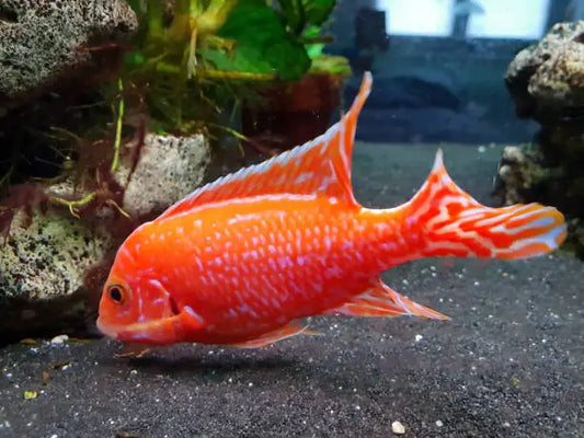 Cichlid Tank Comfort 