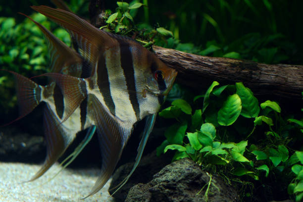 Vehl Fish Veil Tail Angel Fins – Go Fish Aquariums