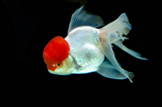 Red Cap Oranda: Myths and Truths