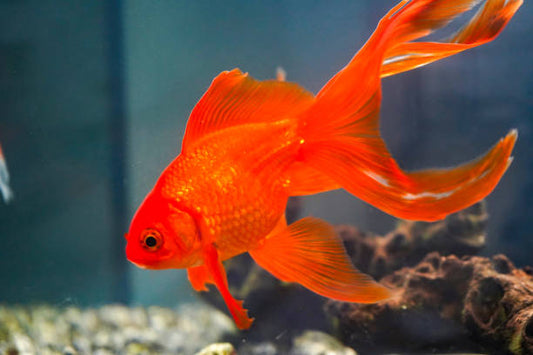 About Red Fantail Goldfish 