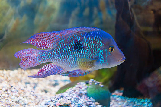 Our Cichlid Fish | Go Fish Aquariums