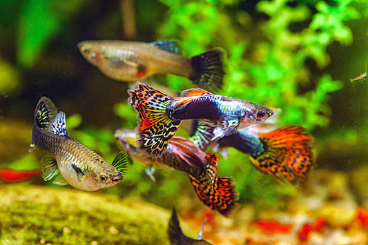 Male Guppy Behaviour 