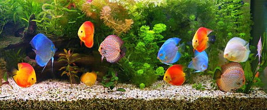 varieties of discus fish