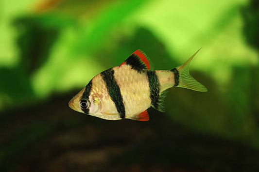  Top Barbs Fish Species