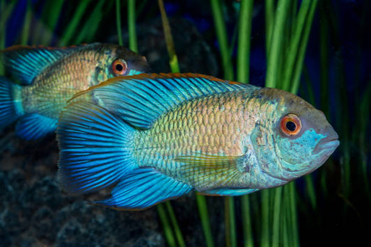 You’ll Love the German Blue Ram Fish