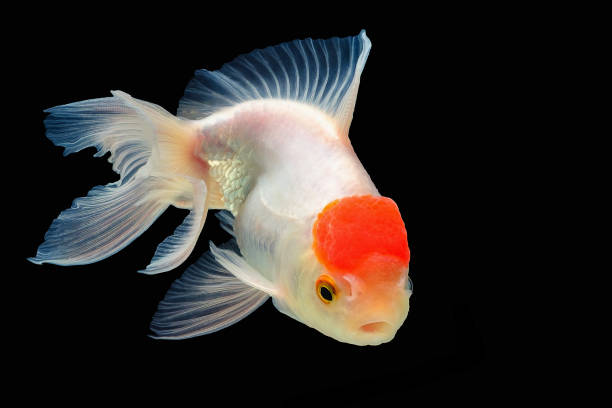 Redcap Oranda Fish Red Cap Oranda Colour – Go Fish Aquariums