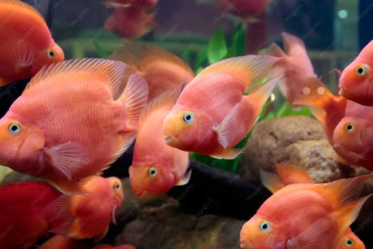 Different cichlid species
