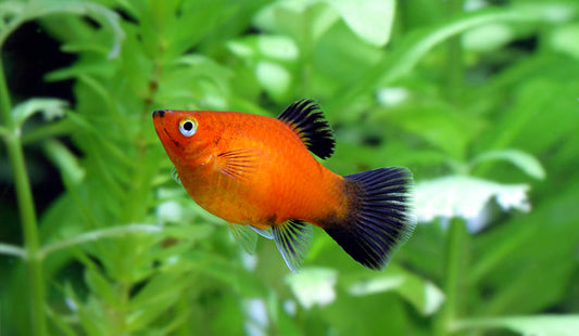 Do platy fish give birth or lay eggs?