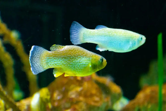 Key Aquarium Maintenance Routines for a Clean and Thriving Fish Tank