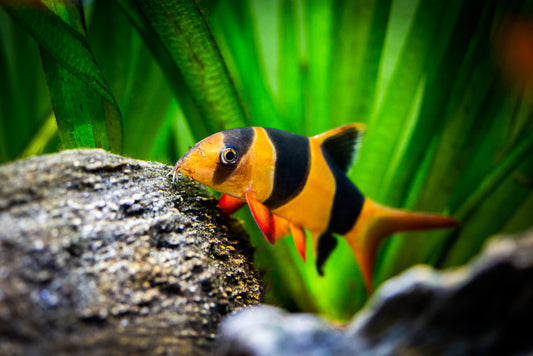 Care Tips for Clown Loach Fish