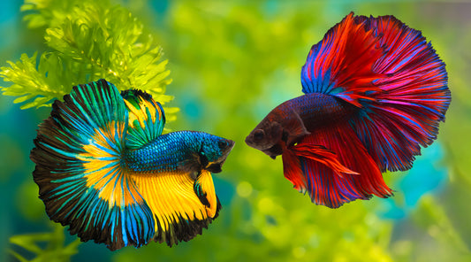 Fighting Fish to Boost Colour and Health