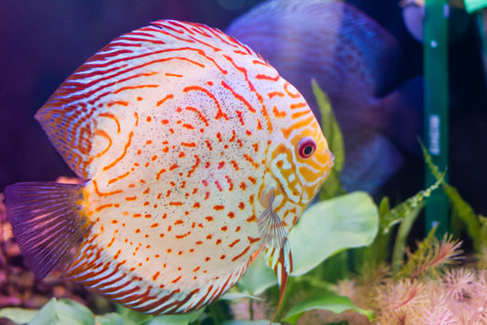 Crystal Clear Water for Discus Fish