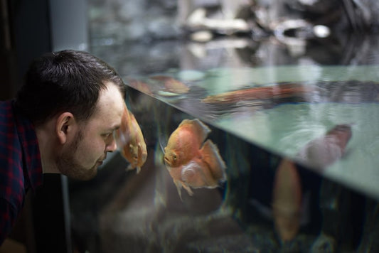Easter Aquarium Care