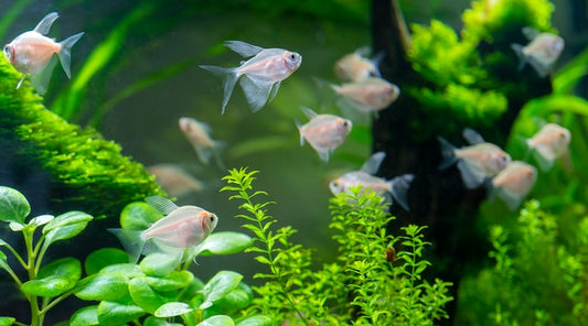 How to recognise healthy fish at your local aquarium store?
