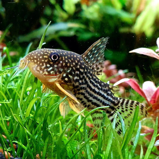 Planted Aquarium Corys