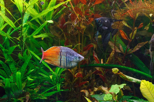 What’s the easiest exotic fish to care for?