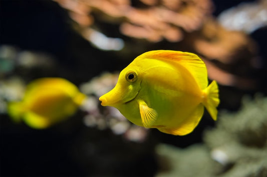 Rare Exotic Fish Supply