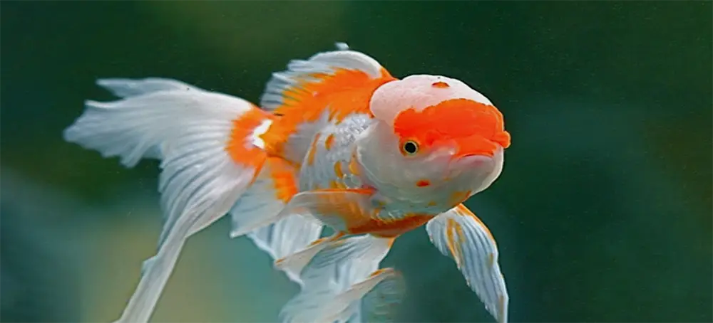 Black Oranda Fish - Oranda – Go Fish Aquariums