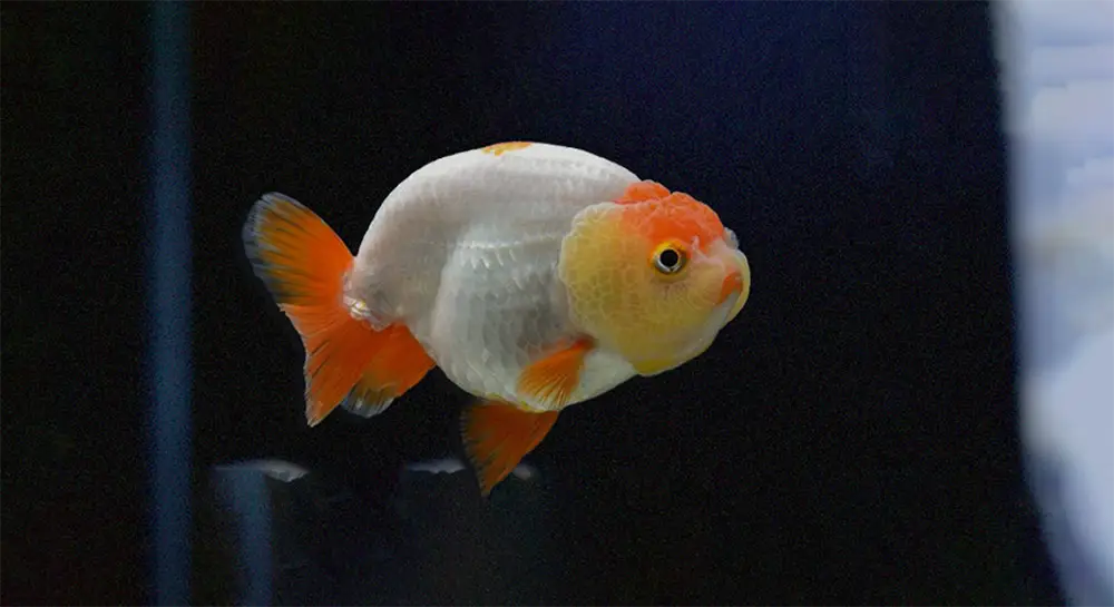 Bad Ranchu Kirin Ranchu - Ranchu – Go Fish Aquariums