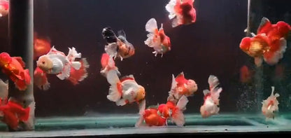 Oranda Rosetail Red and White 13cm to 14cm