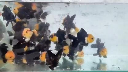 Oranda Panda Lemon Head 10-11cm