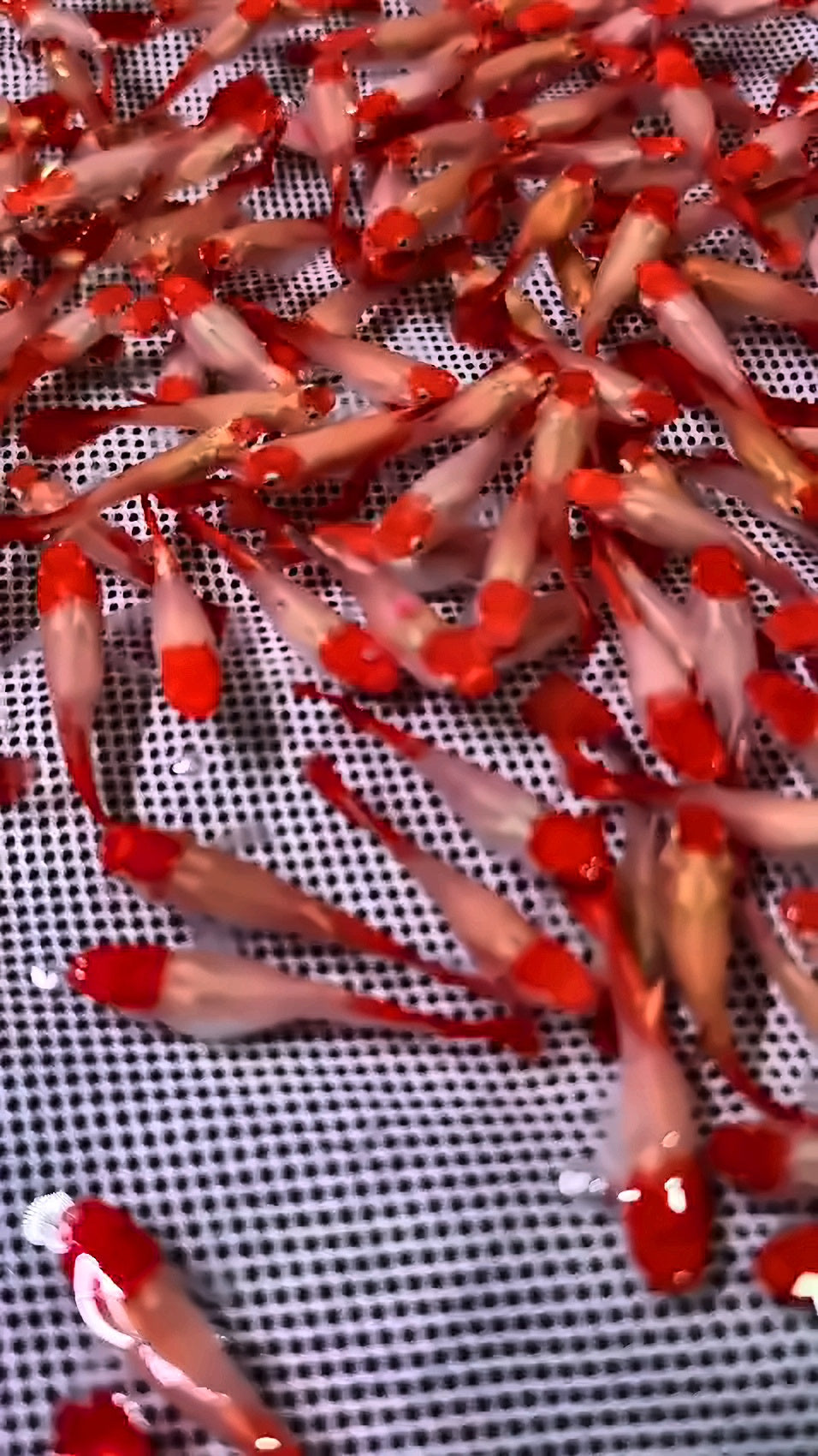 Albino Koi Tuxedo Guppy (Female)