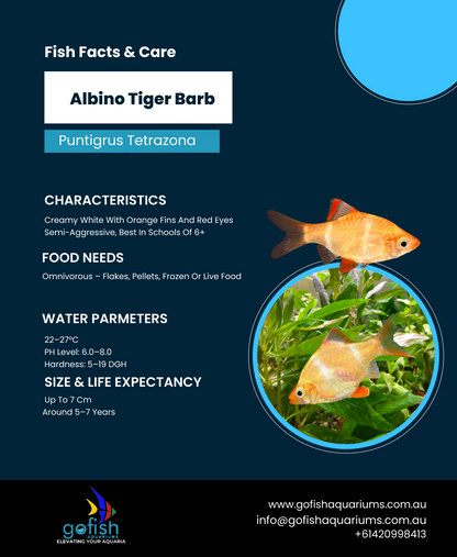 Albino Tiger Barb
