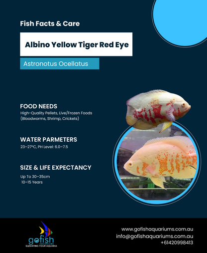 Albino Yellow Tiger Red Eye Oscar