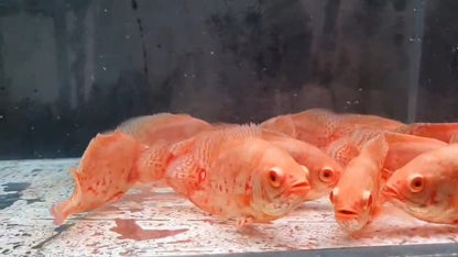 Albino Oscar