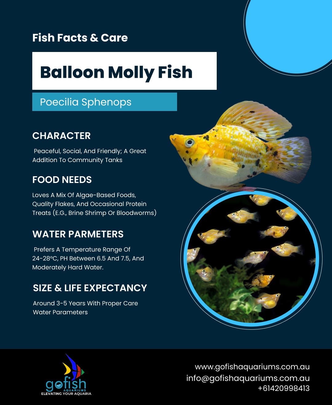 XL Assorted Balloon Sailfin Molly