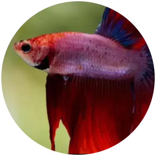 Betta