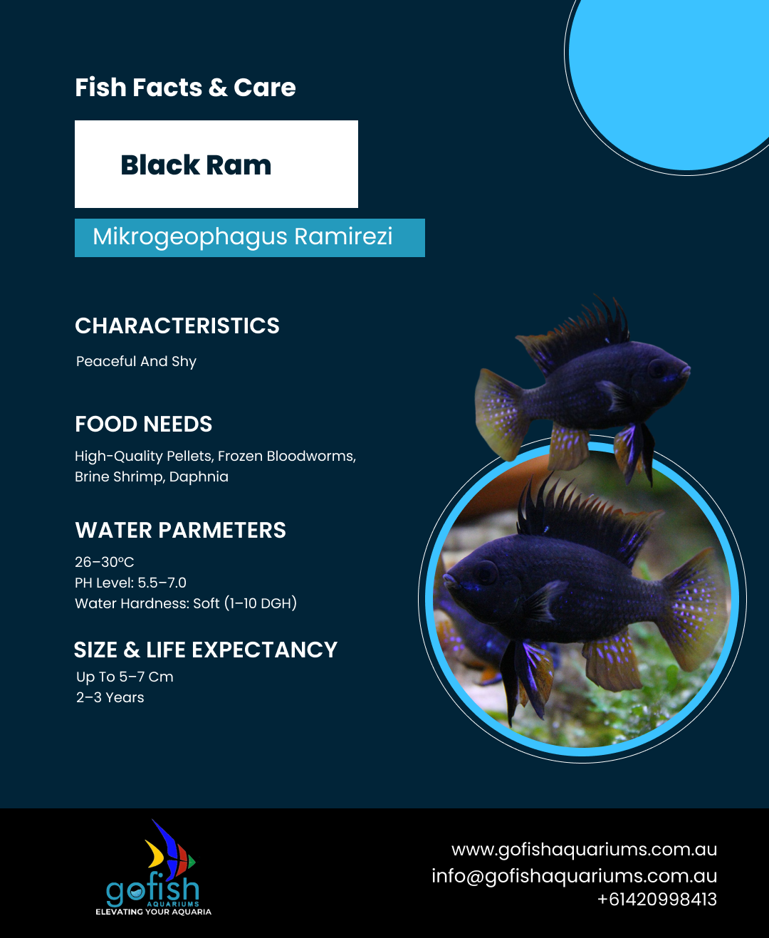 Black Ram