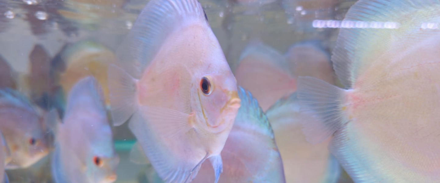 Best quality and vibrant colours Premium Discus fish 