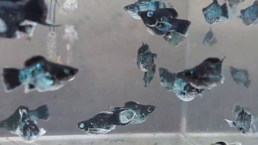 Blue Elektrik Crystal Musking Eye Molly