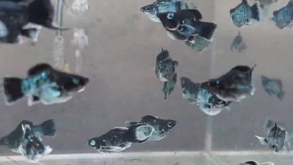 Blue Elektrik Crystal Musking Eye Molly