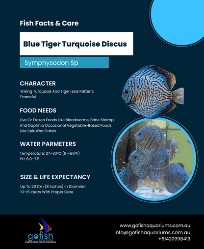 Blue Tiger Turquoise