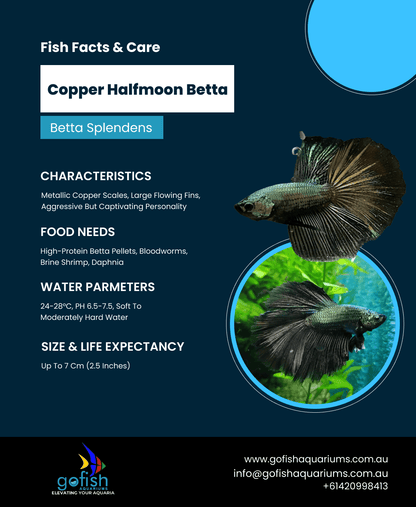 Copper Halfmoon